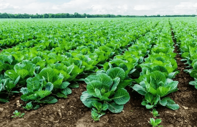 <a href=http://www.wd888.cn/mcy/ target=_blank class=infotextkey>木醋液</a>對土壤改良