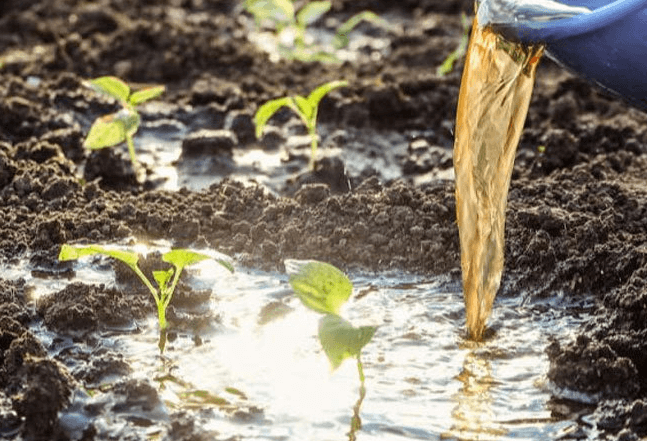 <a href=http://www.wd888.cn/mcy/ target=_blank class=infotextkey>木醋液</a>對農(nóng)作物改良土壤圖