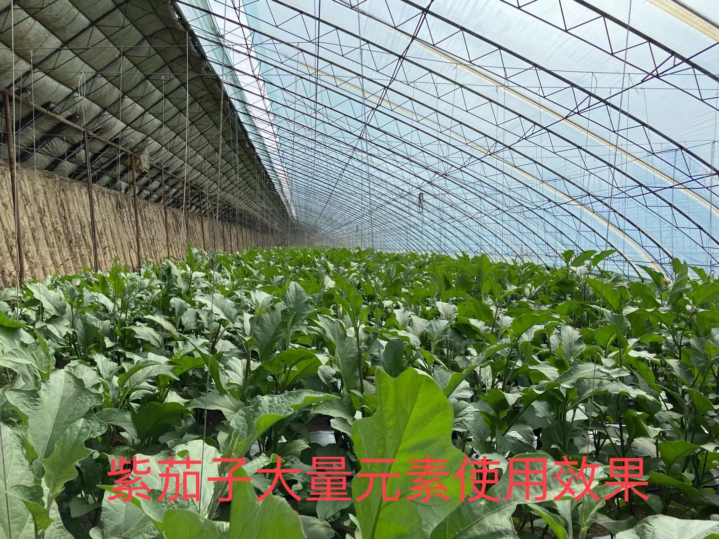 <a href=http://www.wd888.cn target=_blank class=infotextkey>上海立杉</a>水溶肥在北方暖棚茄子上的效果反饋1