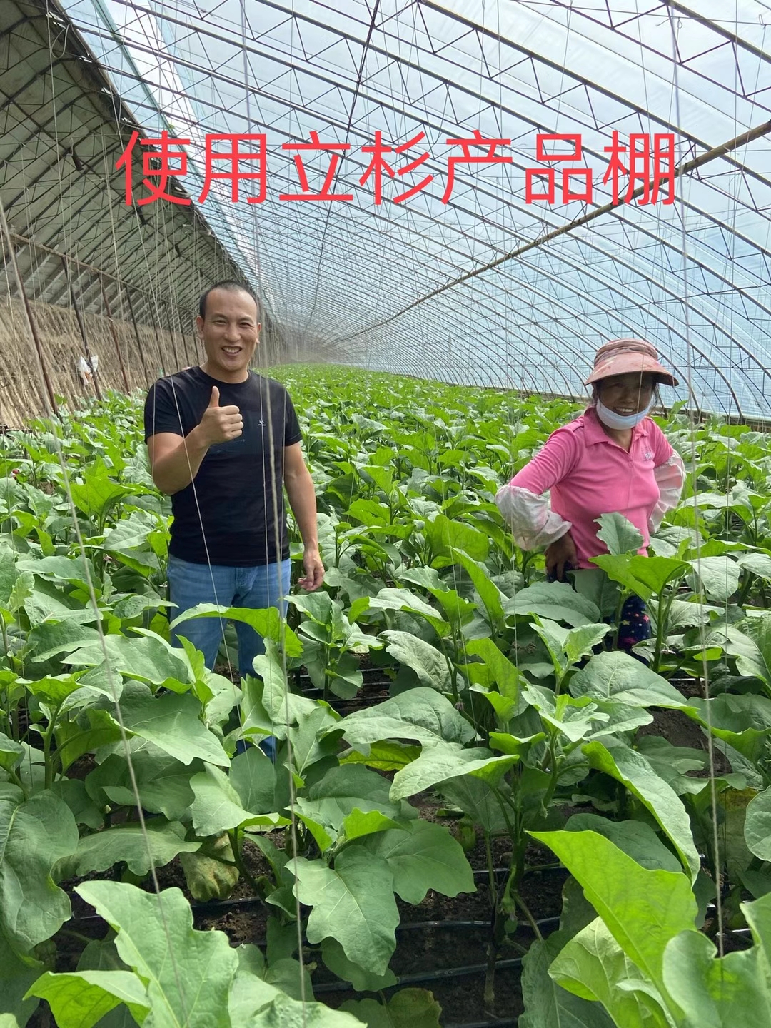 <a href=http://www.wd888.cn target=_blank class=infotextkey>上海立杉</a>水溶肥在北方暖棚茄子上的效果反饋2