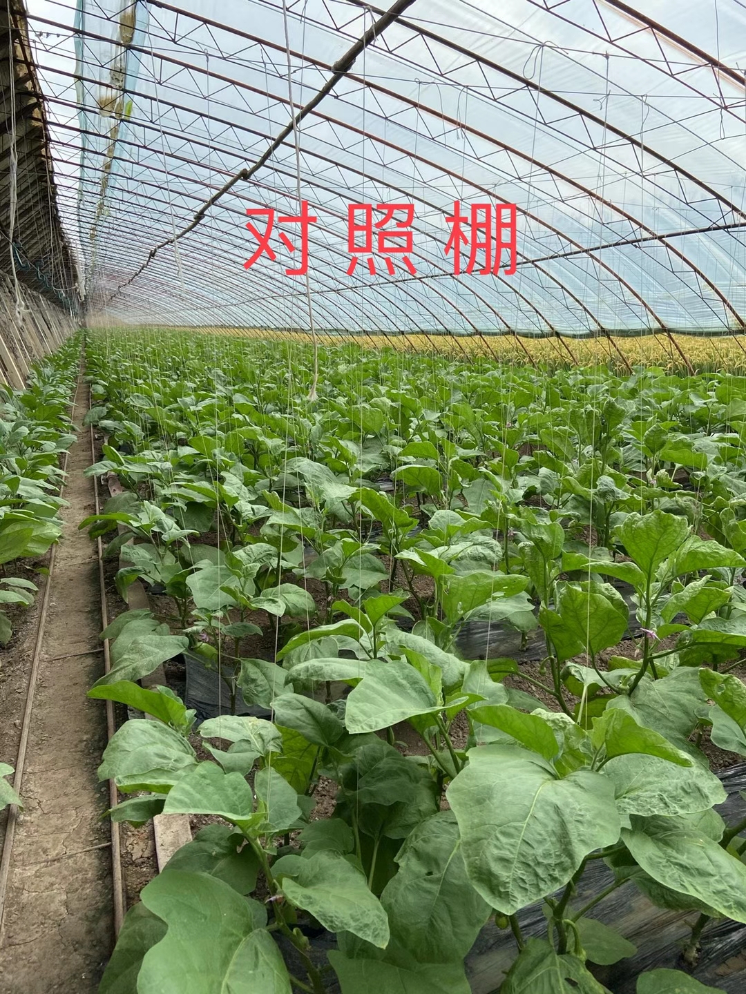 <a href=http://www.wd888.cn target=_blank class=infotextkey>上海立杉</a>水溶肥在北方暖棚茄子上的效果反饋3
