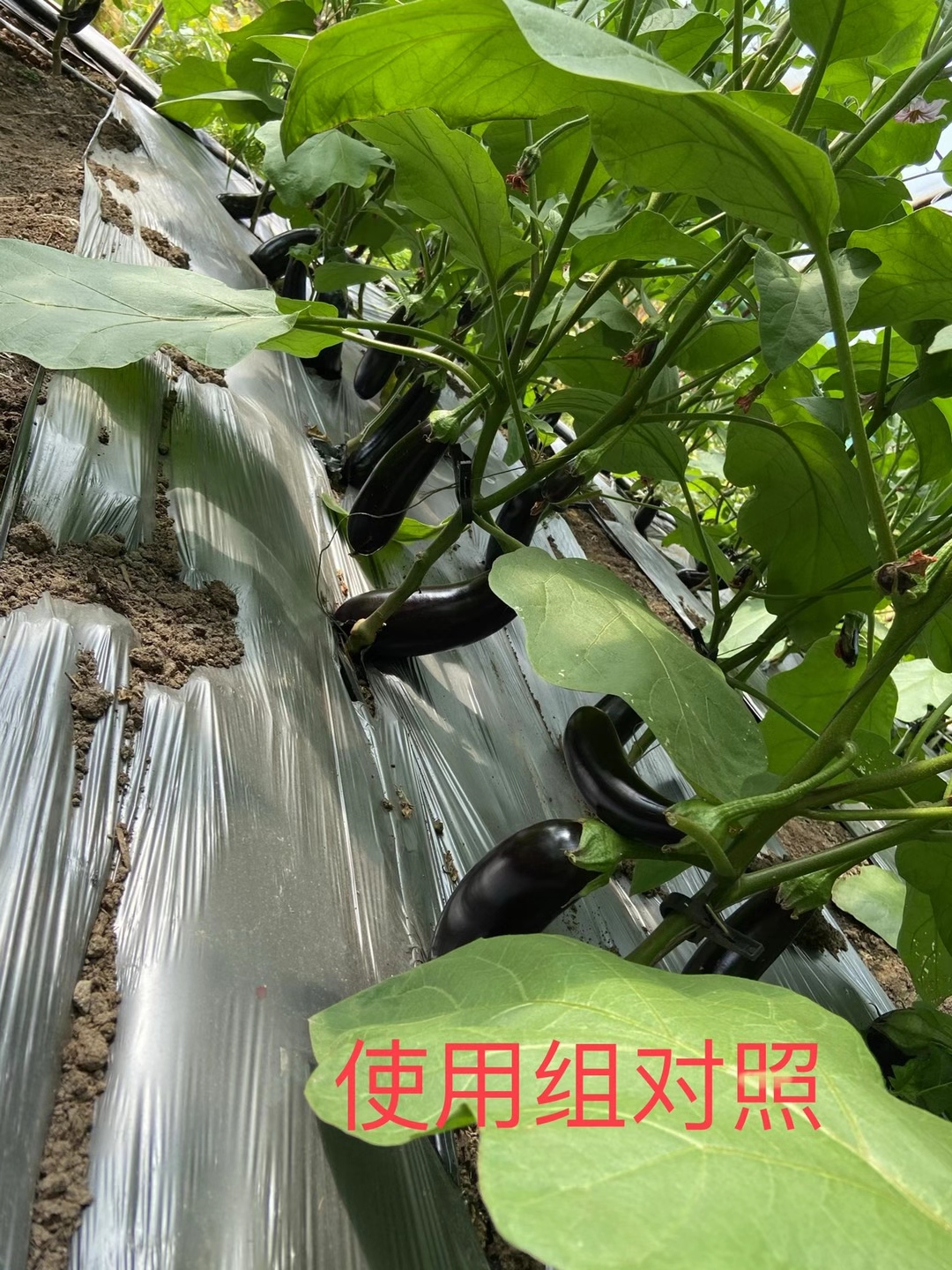 <a href=http://www.wd888.cn target=_blank class=infotextkey>上海立杉</a>水溶肥在北方暖棚茄子上的效果反饋5