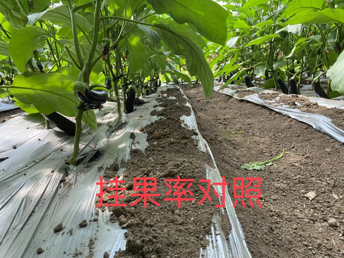 <a href=http://www.wd888.cn target=_blank class=infotextkey>上海立杉</a>水溶肥在北方暖棚茄子上的效果反饋4